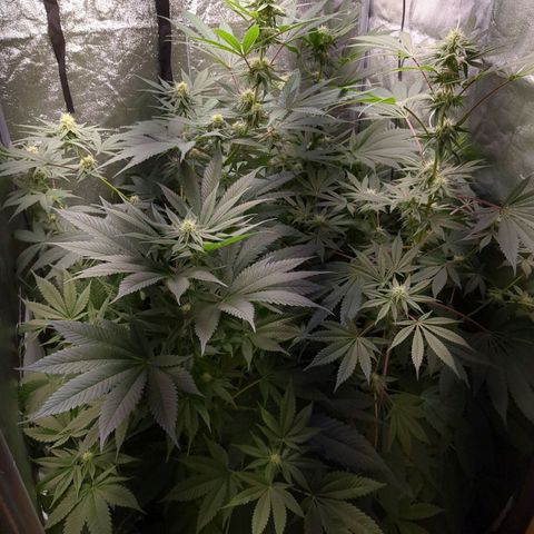 Amsterdam Cheese growlog timeline photo