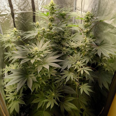 Amsterdam Cheese growlog timeline photo