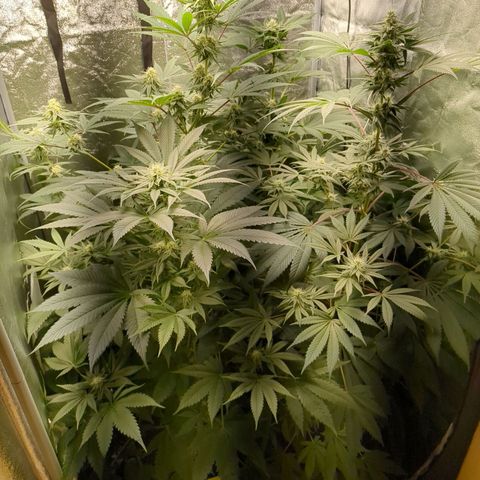 Amsterdam Cheese growlog timeline photo