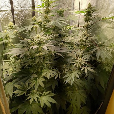 Amsterdam Cheese growlog timeline photo