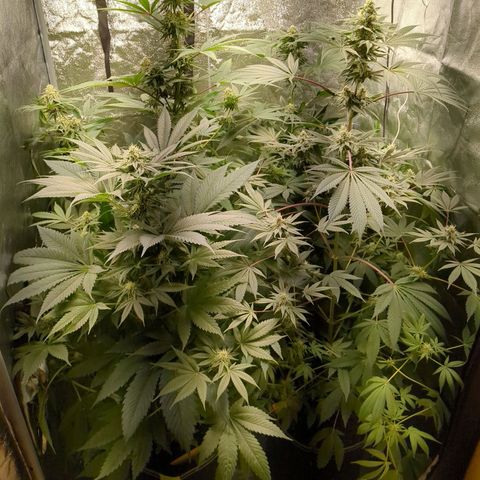 Amsterdam Cheese growlog timeline photo