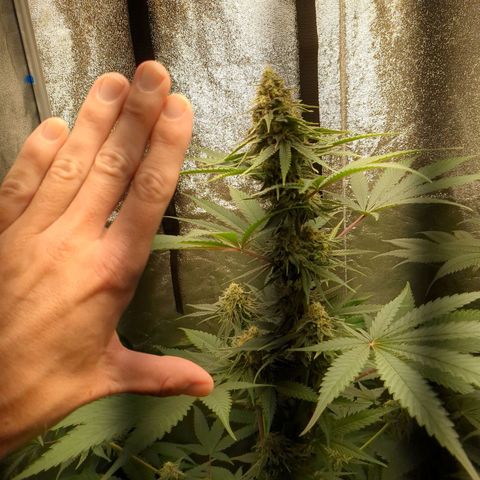 Amsterdam Cheese growlog timeline photo