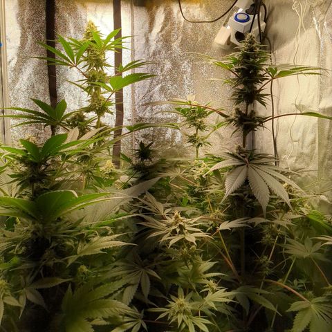 Amsterdam Cheese growlog timeline photo