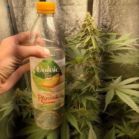 Amsterdam Cheese growlog timeline photo