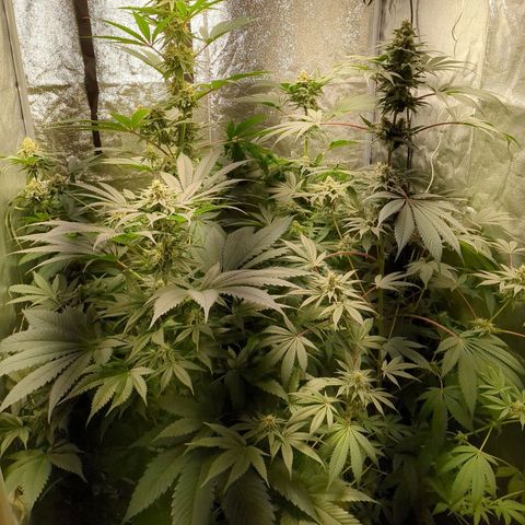 Amsterdam Cheese growlog timeline photo