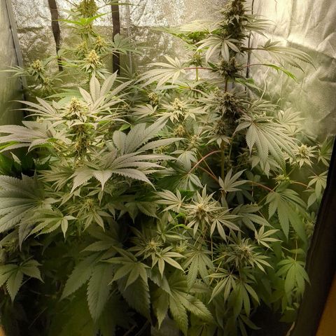 Amsterdam Cheese growlog timeline photo