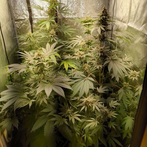 Amsterdam Cheese growlog timeline photo