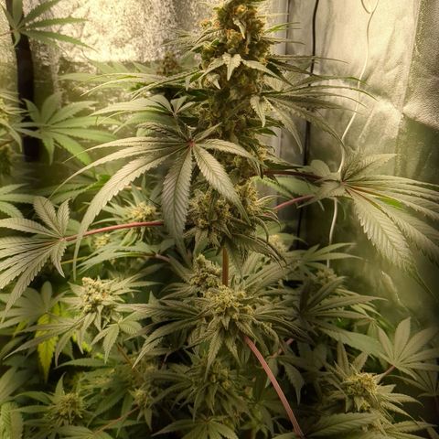 Amsterdam Cheese growlog timeline photo