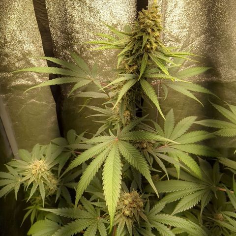 Amsterdam Cheese growlog timeline photo