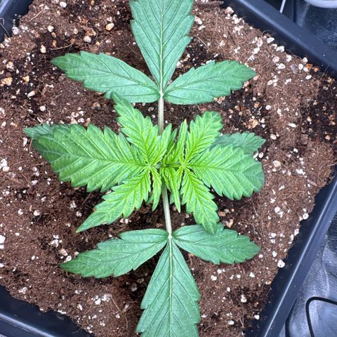 Auto AK47 growlog timeline photo