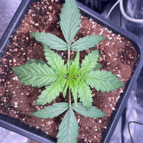 Auto AK47 growlog timeline photo