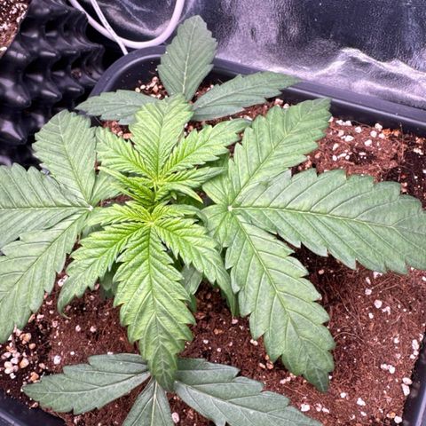 Auto AK47 growlog timeline photo