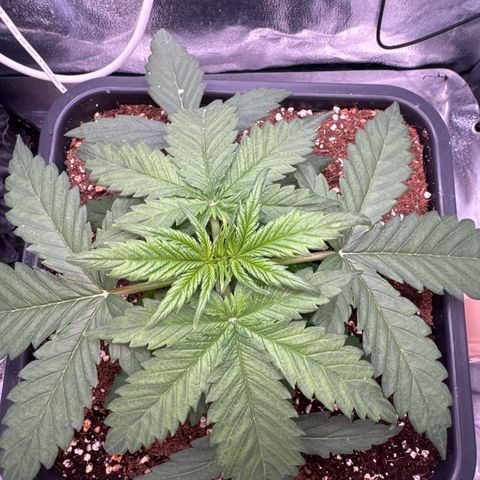 Auto AK47 growlog timeline photo