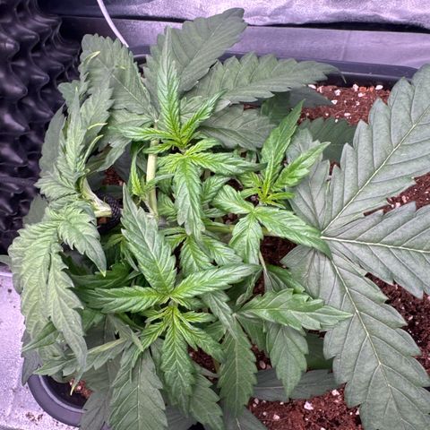 Auto AK47 growlog timeline photo