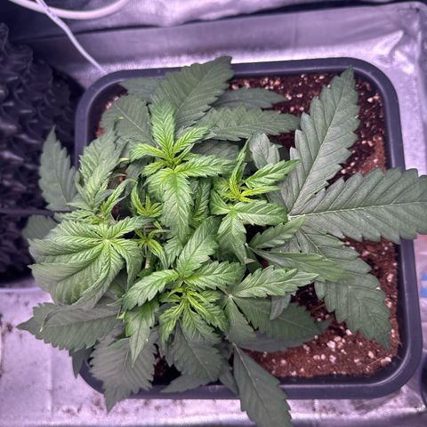 Auto AK47 growlog timeline photo