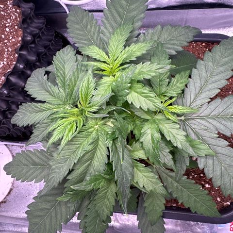 Auto AK47 growlog timeline photo