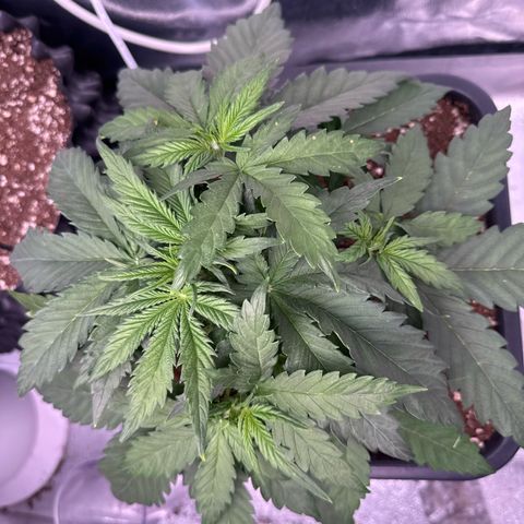 Auto AK47 growlog timeline photo