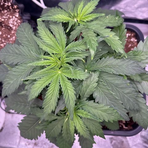 Auto AK47 growlog timeline photo