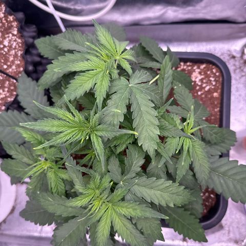 Auto AK47 growlog timeline photo