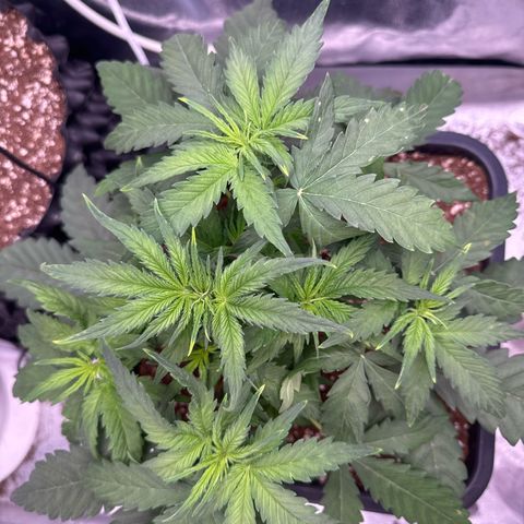 Auto AK47 growlog timeline photo