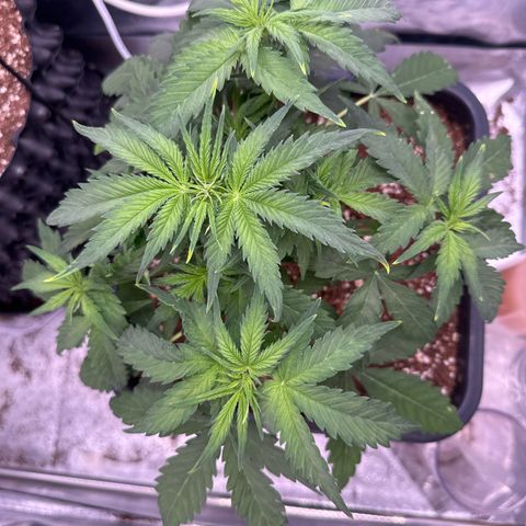 Auto AK47 growlog timeline photo