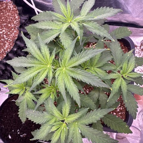 Auto AK47 growlog timeline photo