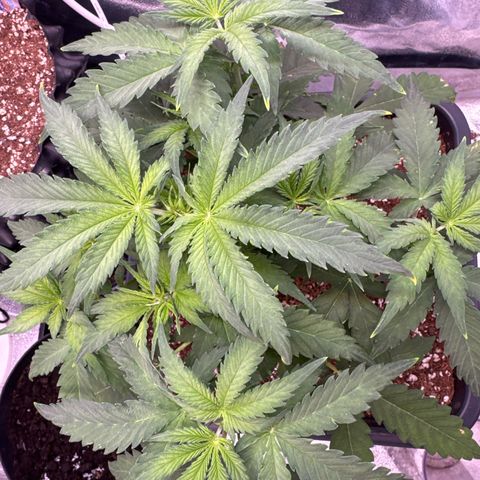 Auto AK47 growlog timeline photo