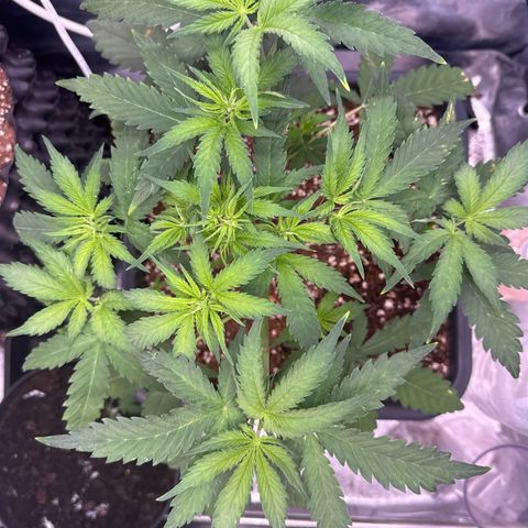 Auto AK47 growlog timeline photo