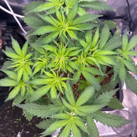 Auto AK47 growlog timeline photo