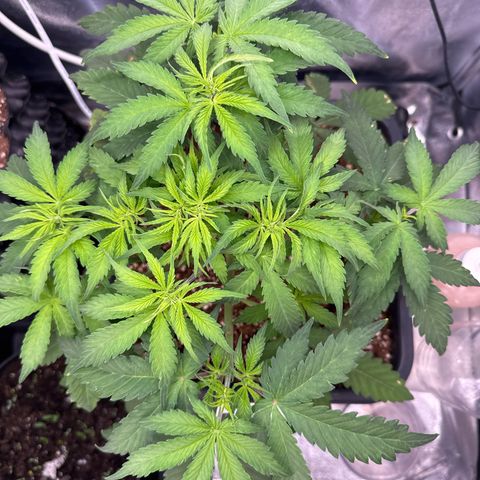 Auto AK47 growlog timeline photo