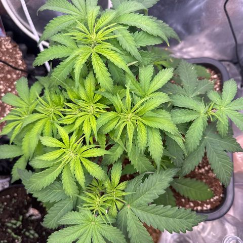 Auto AK47 growlog timeline photo