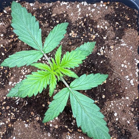 Auto AK47 growlog timeline photo