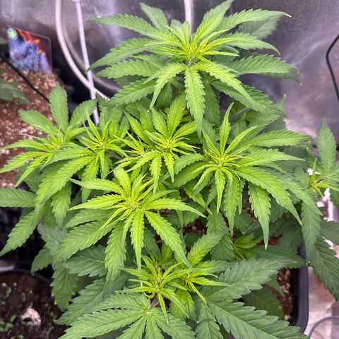 Auto AK47 growlog timeline photo