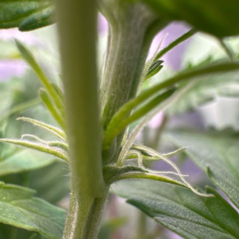 Auto AK47 growlog timeline photo