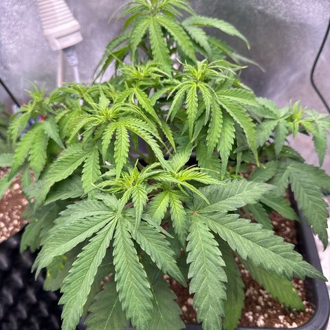 Auto AK47 growlog timeline photo