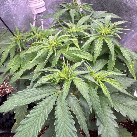 Auto AK47 growlog timeline photo