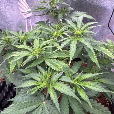 Auto AK47 growlog timeline photo