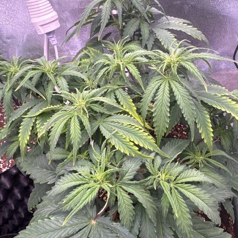 Auto AK47 growlog timeline photo