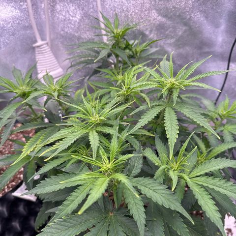 Auto AK47 growlog timeline photo