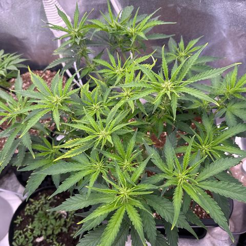 Auto AK47 growlog timeline photo