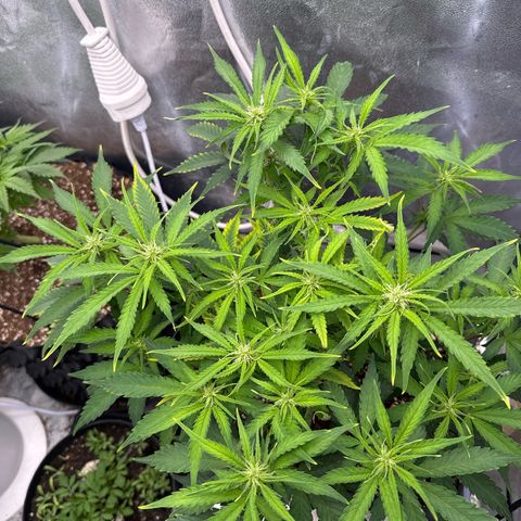 Auto AK47 growlog timeline photo