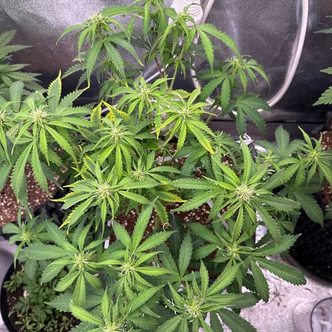 Auto AK47 growlog timeline photo