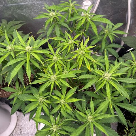 Auto AK47 growlog timeline photo