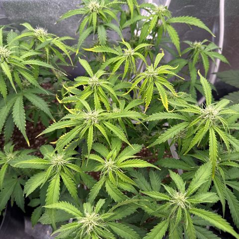 Auto AK47 growlog timeline photo