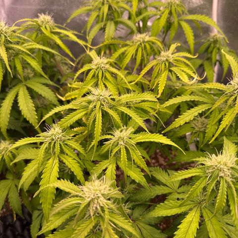 Auto AK47 growlog timeline photo