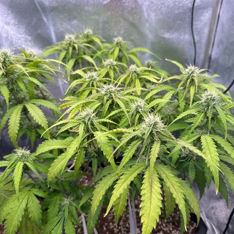 Auto AK47 growlog timeline photo
