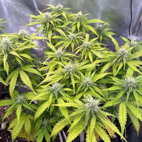 Auto AK47 growlog timeline photo