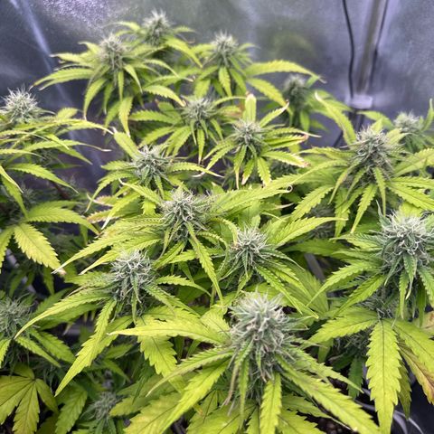 Auto AK47 growlog timeline photo