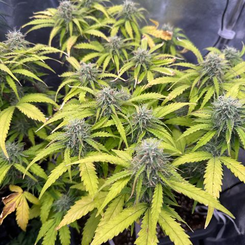 Auto AK47 growlog timeline photo