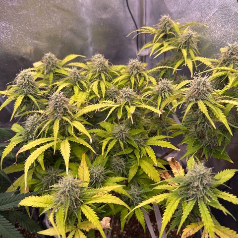 Auto AK47 growlog timeline photo